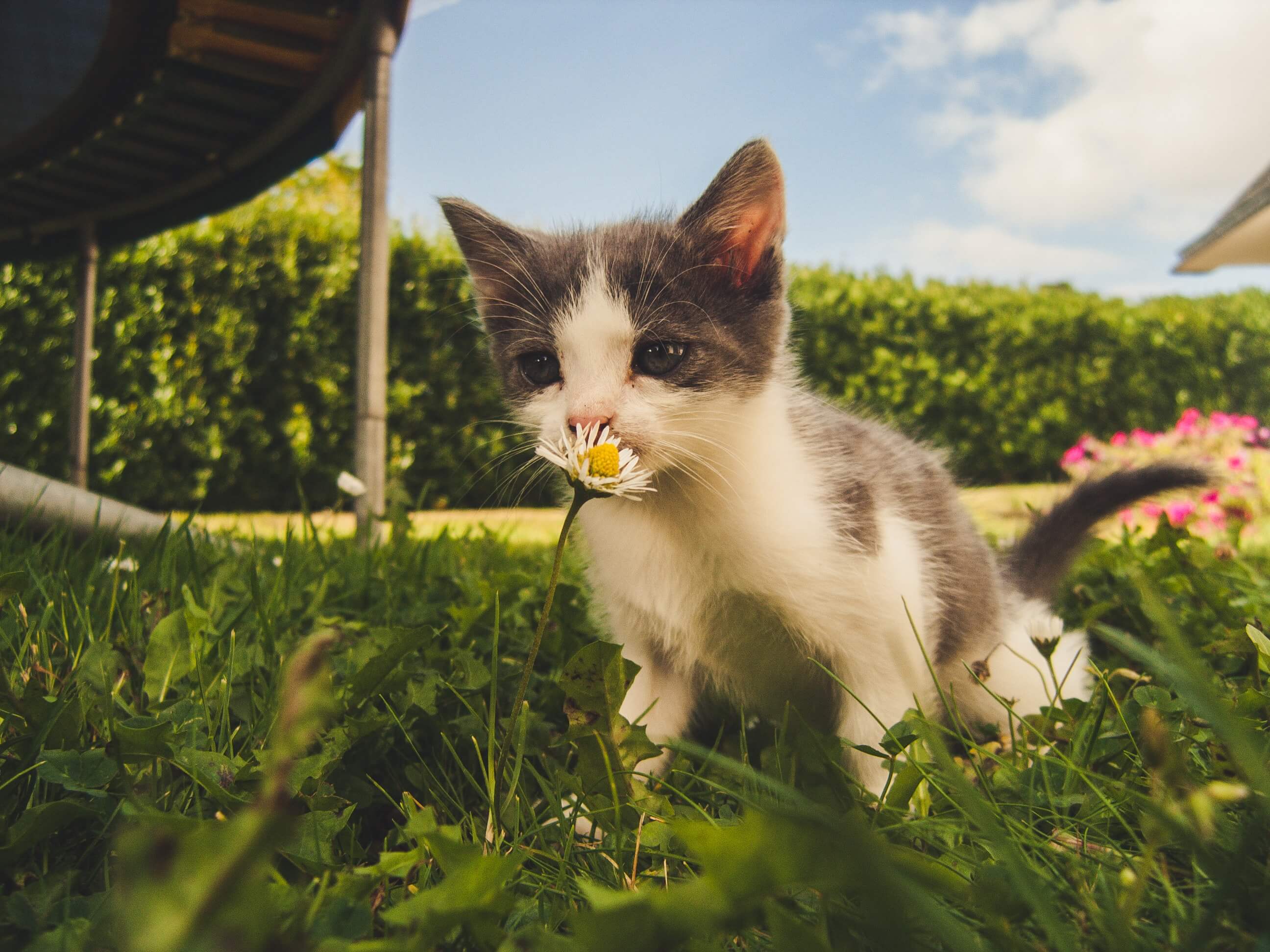 Kitten sniffing on daisy