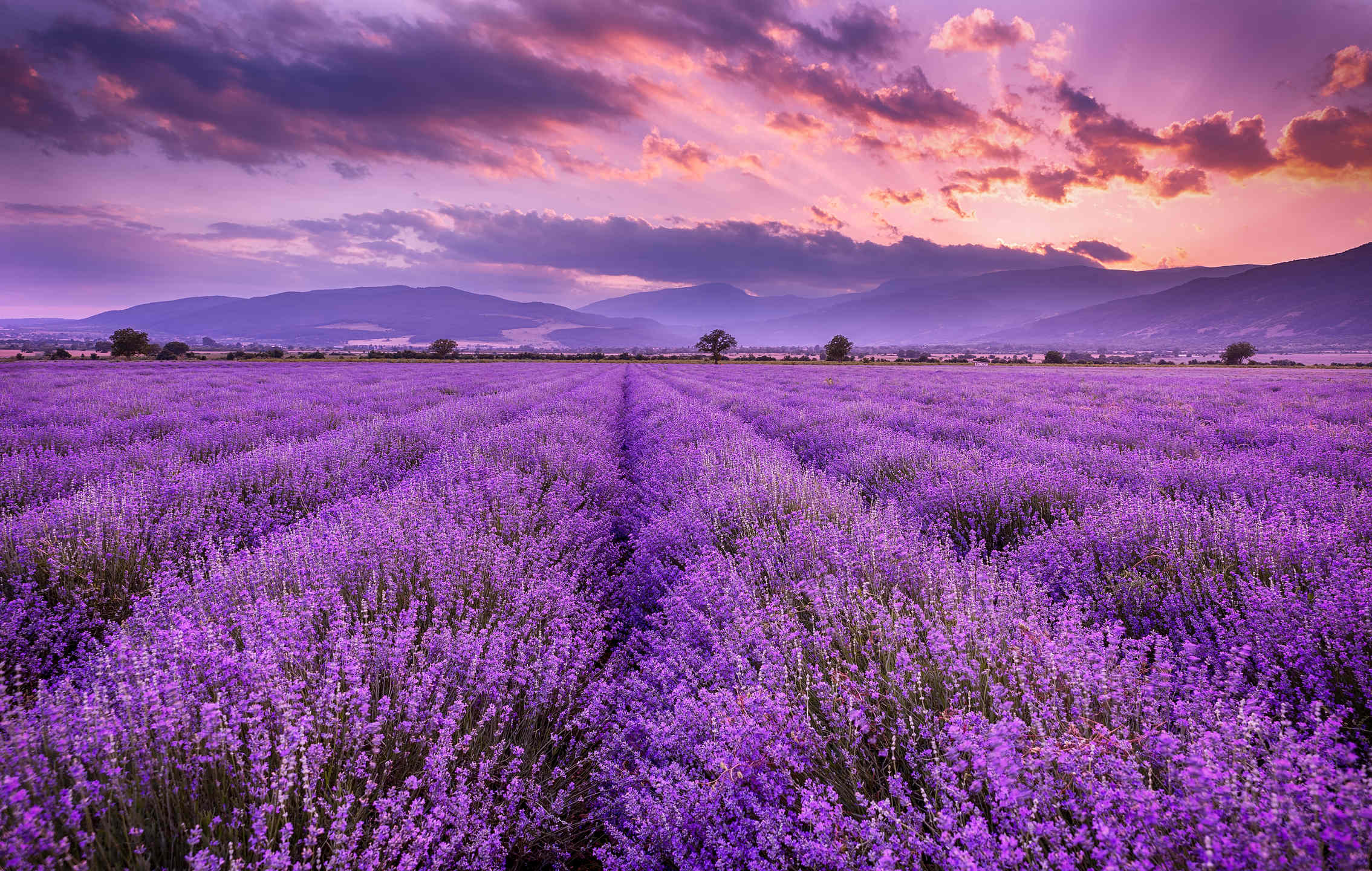 field of lavender with mountains in the background