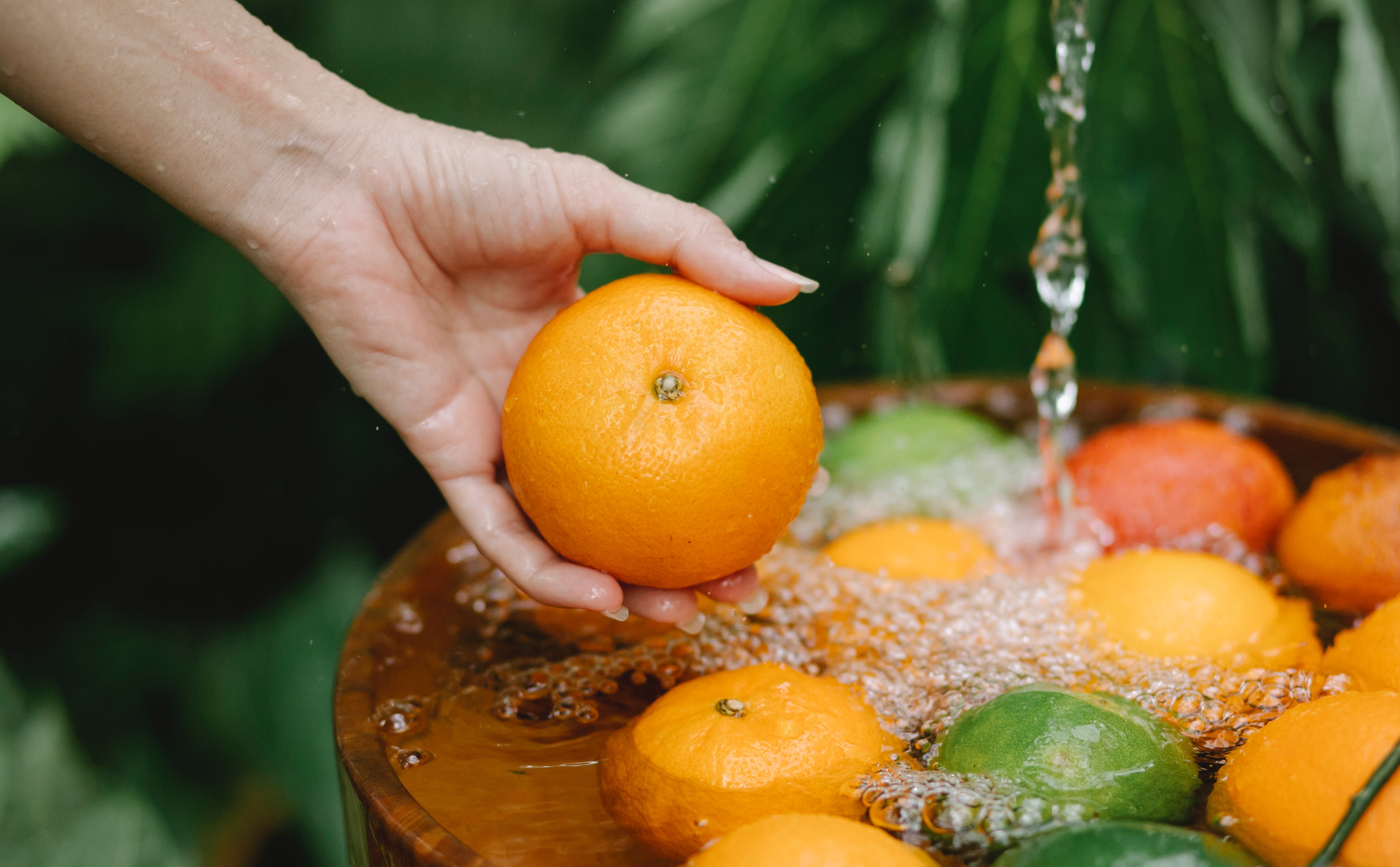 Hand rinses Oranges in a bucket