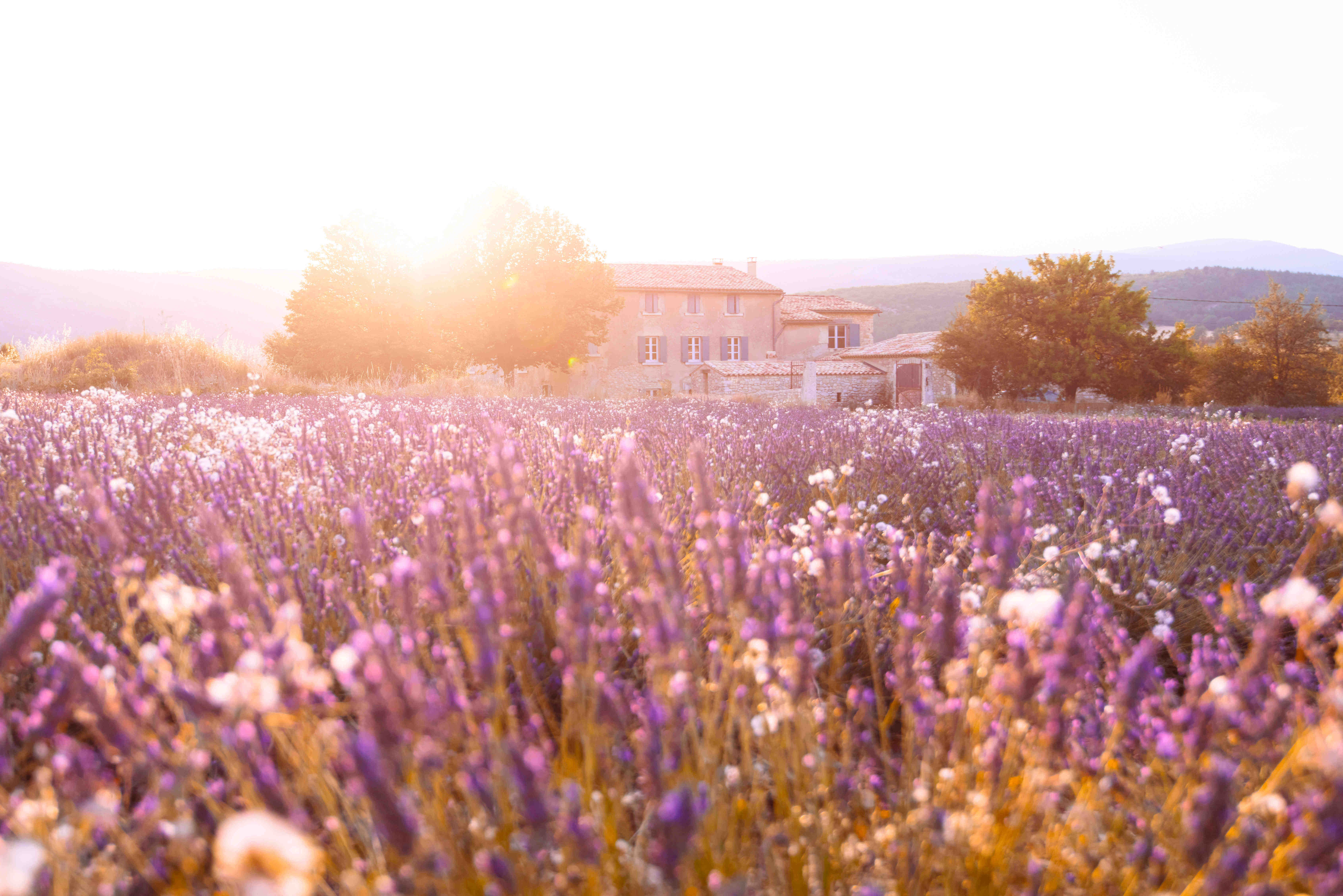 House surrounded with trees at the end of a field of lavender. Sun glares while sunset.